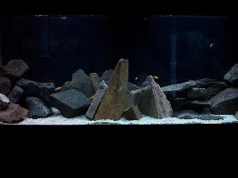 please post pics of Tanganyikan tanks