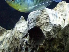 I live with discus. *nod* *snob*