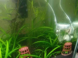 My shrimps are not breeding???