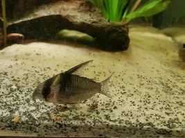 Some nameless corys