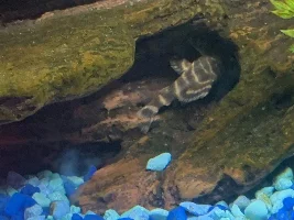 Clown Plecos And Other Plecos