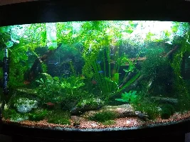Keeping cherry shrimps in check
