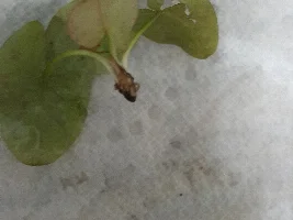 Tiger lotus? New plants questions and identification