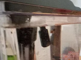 Mollies With Tapeworms