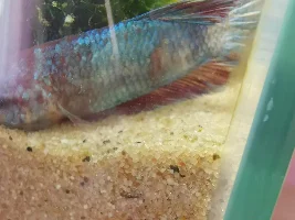 Wounded Betta fish?