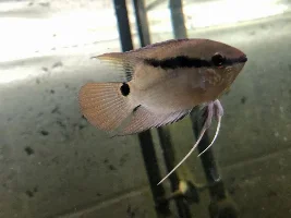 Picked up a festivum the other day!