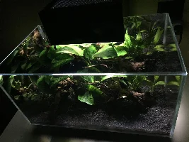 top plants get too much light...but I'm in a pickle