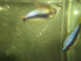 emperor tetras