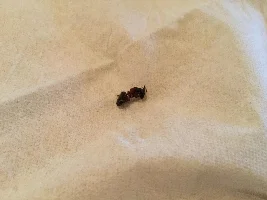 Wasp problem!?