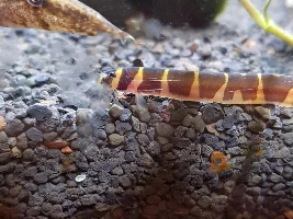 Kuhli Loaches?