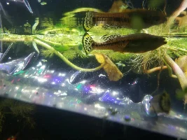90 Gallon Unheated Tank