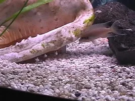 Brichardi and Fry