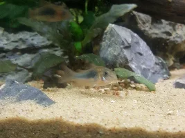 corydoras problem something is wrong