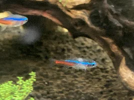 Problem with Neon Tetra?