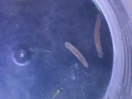 Planaria or Rhabdocoela