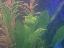 Help please.