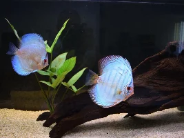 I'm about to buy some food for my Discus