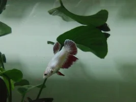 First Look At My Female Bettas!
