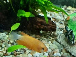 shrimp