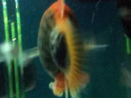 What's Wrong With My Platy?