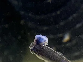 What Is This?