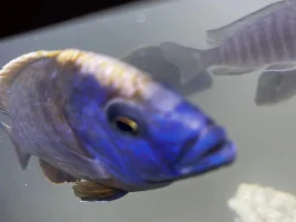 Peacock cichlid head marks