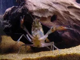 Blue Crayfish