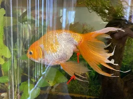 Is this finrot?