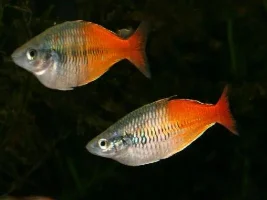 The greatness of Melanotaenia boesemani.