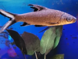 BALA SHARK