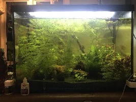 Water changes when plants reduce nitrate?