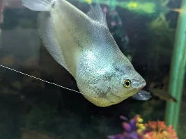 Bloated or pregnant