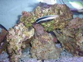 My Tank With Not As Many Mistakes
