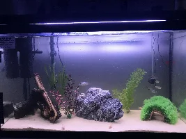 Firemouth and acara