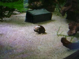 Zebra nerite