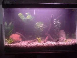 My Tank