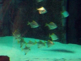 More pics from London Aquarium
