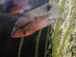 Firemouths not pairing up