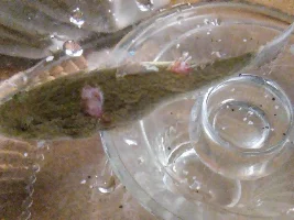 Marble goby