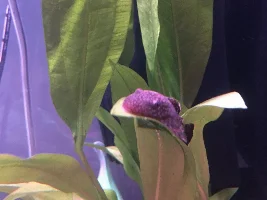 Bristlenose Pleco nose red