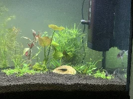 Need some advice on seeds