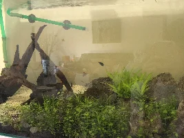 Planted tank, algae, CO2