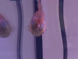 Single white spot appeared on pregnant platy