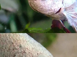 Algae growing on fish?
