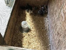 Thinking about getting bantams.