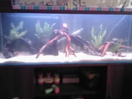 My Tank