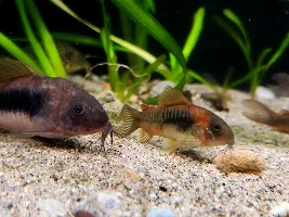 My Managerie of Tanks