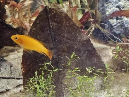 Fish room