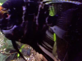 Please Help Identify This Wound / Illness - Angelfish