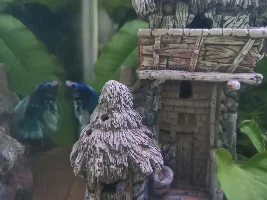 New betta/shrimp tank